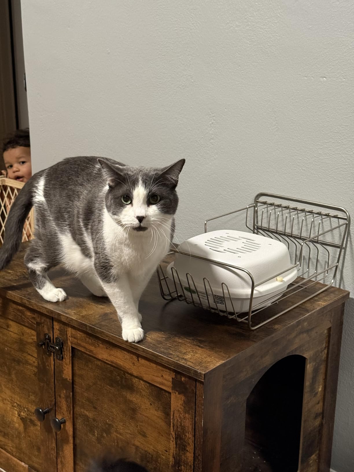 Litter Box Air Purifier - Eliminates litter box and ferret cage odor fast and completely with more long-lasting and powerful filter media and more air flow - by Purrified Air, the one that works customer photo 1