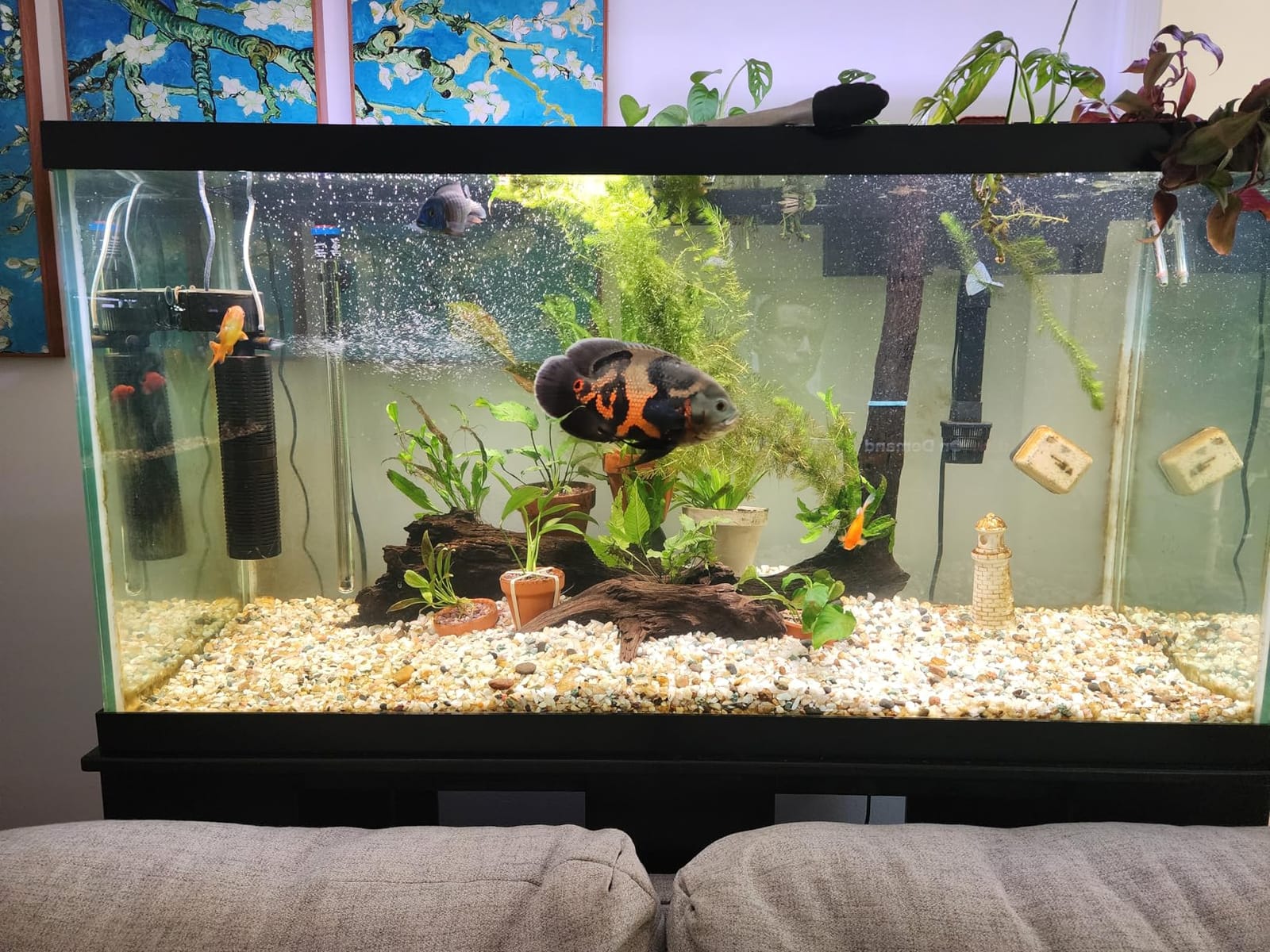 Wave Point 5 lbs Premium Virgin Activated Carbon Charcoal Pellets in 5 Filter Media Bags (Free) for Aquarium Fish Tanks Koi Pond Canister Filter Reef Filters, Air Filter & AC, Total 5 lbs (1 Gallon) customer photo 1