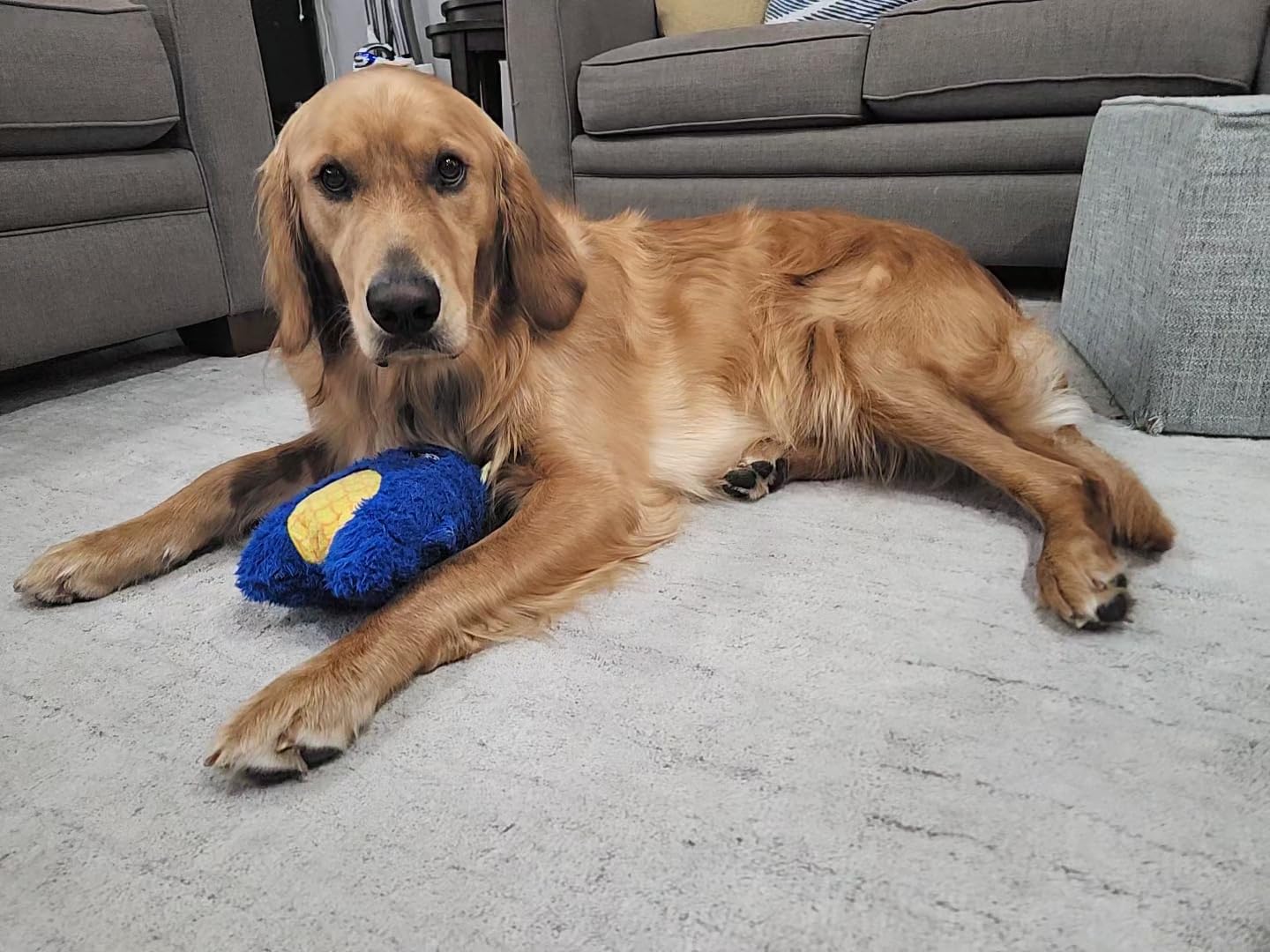 Uproot Clean Pet Grooming Vacuum for Dogs & Cats: 7-in-1, Quiet & Mess-Free customer photo 2