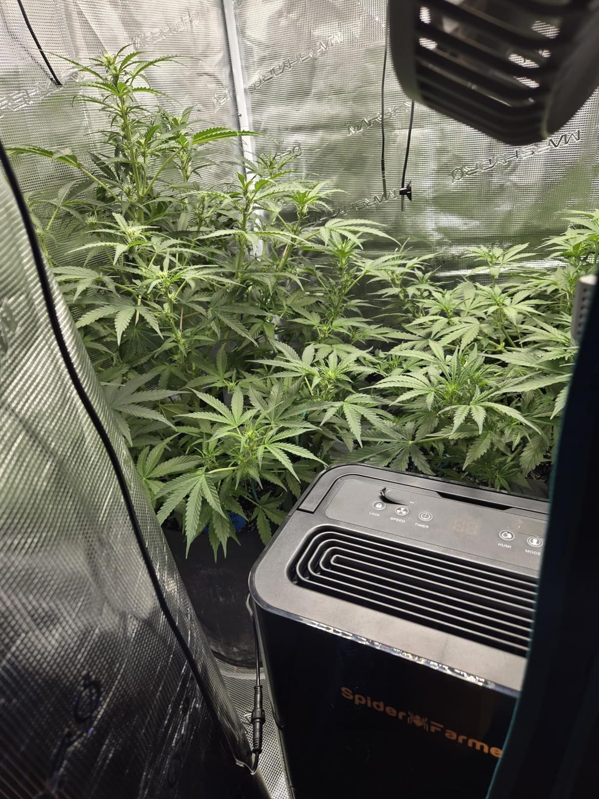 SPIDER FARMER 32 Pints Plant Dehumidifier for Grow Tent, Humidity Control | Compressor Entfeuchter with Drain Hose, Temperature & Humidity Sensor, 24H Timer Function, App Control customer photo 2