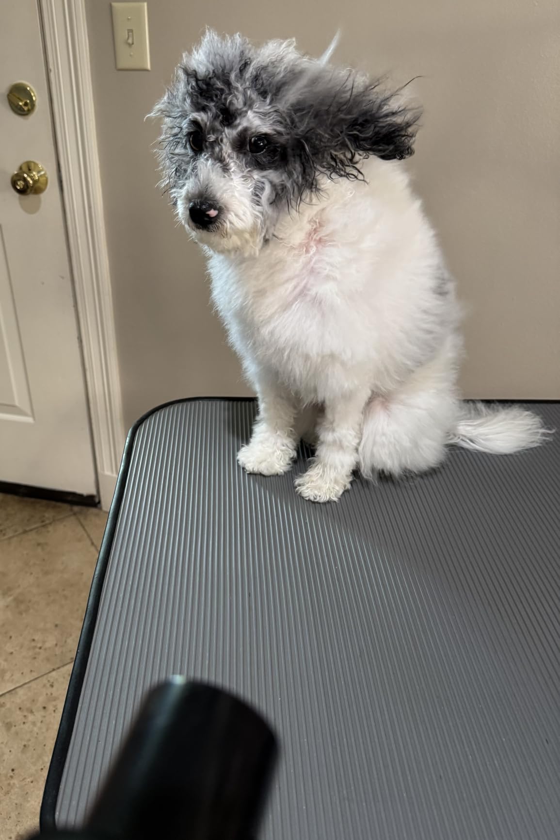 Dog Dryer for Pet Grooming, Pet Hair Dryer with Heater, Blue customer photo 2