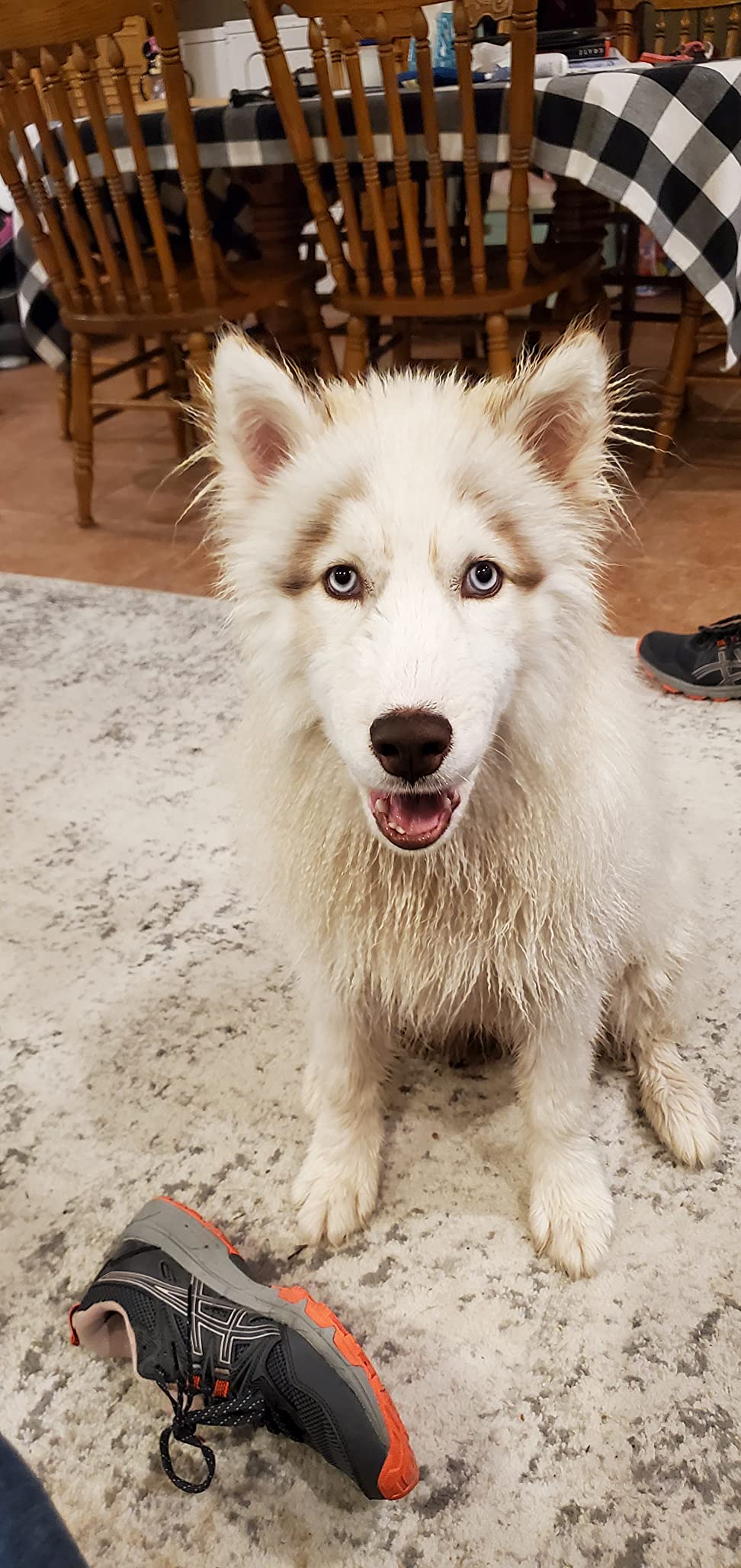 Bodhi Dog Skunk Shampoo | Skunk Smell Odor Remover Cleans & Deodorizes Using Essential Oils for Dogs & Cats | Made in USA | 16oz (473ml) customer photo 2