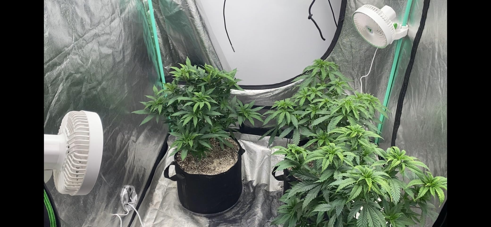 VIVOSUN 2-Pack AeroWave E6 Grow Tent Fan 6”, EC Motor, Smart Wifi Control, US Patented Auto Oscillating Clip fan, IP54, Strong Airflow but Quiet for Hydroponic Ventilation Circulation customer photo 1