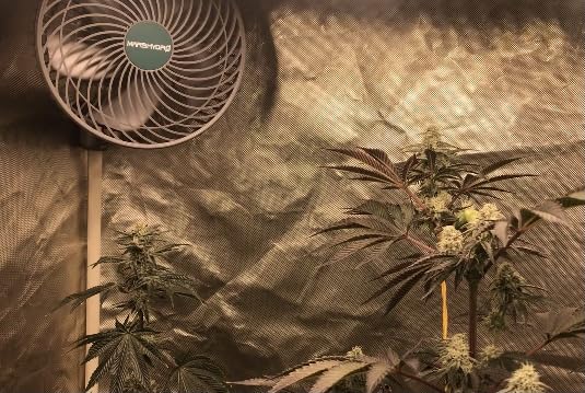 MARS HYDRO 2PCS 6''Oscillating Clip-On Grow Tent Fan,10 Speeds,EC Motor customer photo 1